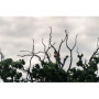 Pilarka akumulatorowa Husqvarna T540i XP® G